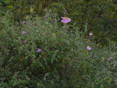 Cistus tauricus