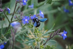 Xylocopa