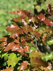 Berberis repens