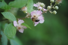 Apis mellifera iberiensis
