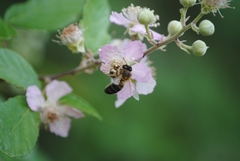 Apis mellifera iberiensis