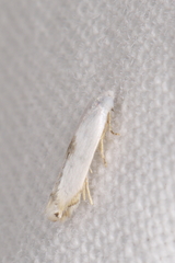 Phyllonorycter lucidicostella