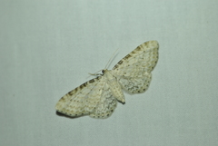 Eupithecia cretaceata