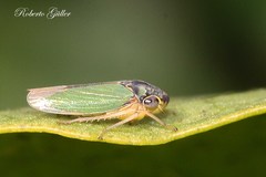 Bucephalogonia xanthophis