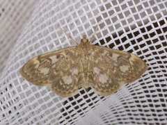 Anania coronata