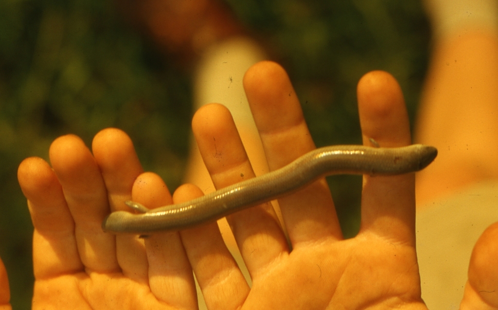 Four-Fingered Skink