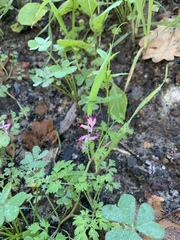 Fumaria muralis muralis