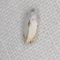 Phyllonorycter lucidicostella