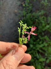 Fumaria muralis muralis