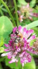 Labidostomis longimana
