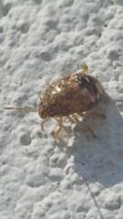 Dryadocoris apicalis