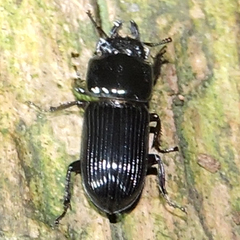 Figulus binodulus