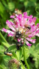 Labidostomis longimana