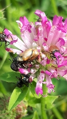 Labidostomis longimana