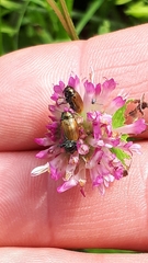 Labidostomis longimana