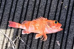 Helicolenus barathri
