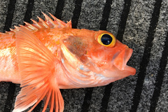 Helicolenus barathri