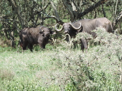 Syncerus caffer