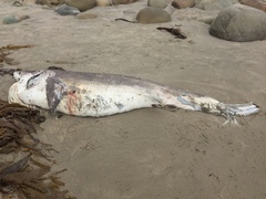 Notorynchus cepedianus