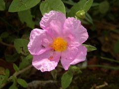 Cistus tauricus