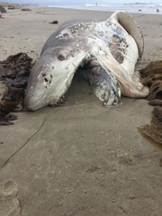 Notorynchus cepedianus