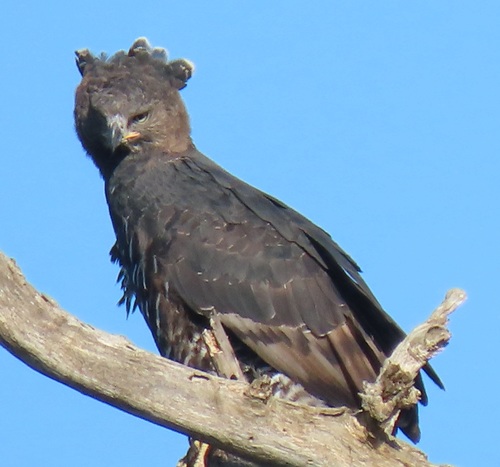 Crowned Eagle