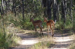 Aepyceros melampus melampus