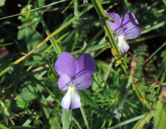 Viola etrusca