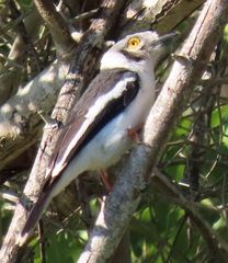 Prionops plumatus poliocephalus