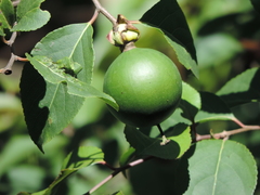 Oncoba spinosa