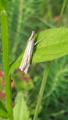 Crambus pratella