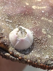 Balanus crenatus