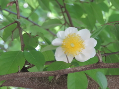 Oncoba spinosa