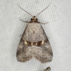 Hyperstrotia flaviguttata