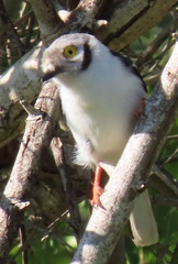 Prionops plumatus poliocephalus