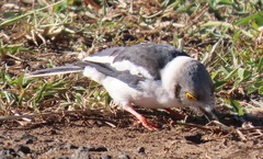 Prionops plumatus poliocephalus