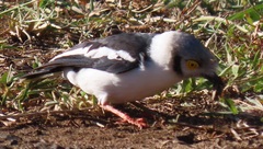 Prionops plumatus poliocephalus