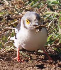Prionops plumatus poliocephalus