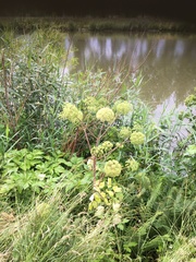 Angelica archangelica