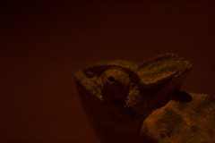 Chamaeleo zeylanicus