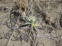 Cirsium pitcheri
