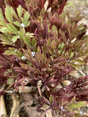 Lamprocapnos spectabilis