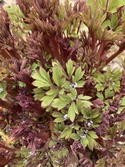 Lamprocapnos spectabilis