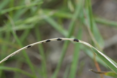 Ceratorhiza rhizodes