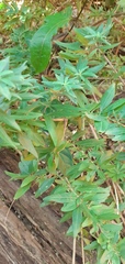 Aloysia polystachya