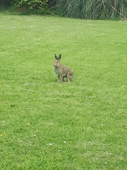Lepus timidus hibernicus