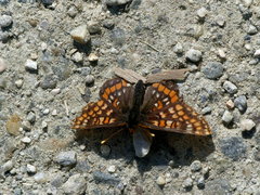 Euphydryas intermedia