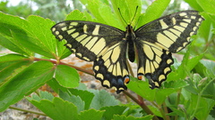Papilio machaon hudsonianus