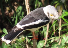 Prionops plumatus poliocephalus