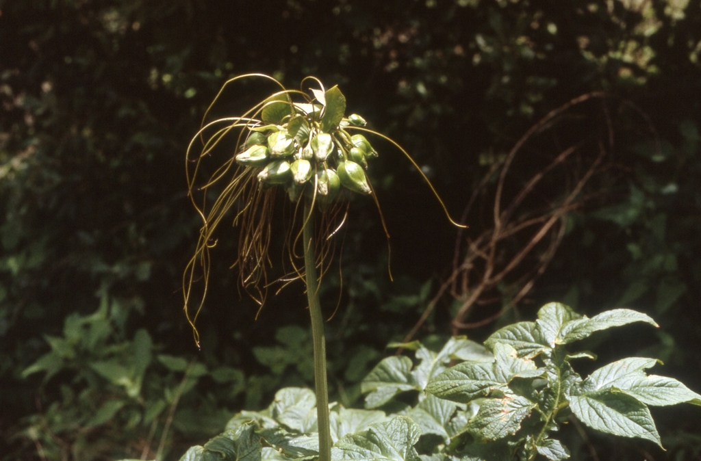 Tacca leontopetaloides